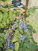 Mahonia bealei (prise a Lyon)(1)